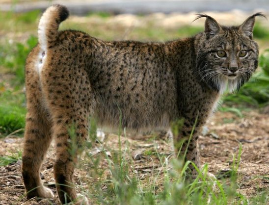Le lynx ibérique, un animal qui revient de loin ! (Crédit photo : Lynxexsitu)