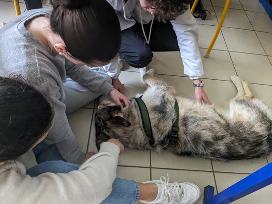 Ronzo offre aux élèves des micro-pauses bénéfiques (Crédit photo : Lycée kerustum)