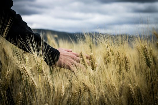 Le blé, atout majeur de l'agriculture européenne. (Crédit photo : Pexels - Giuseppe Russo.)