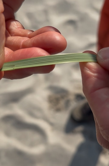 Oyat sur la plage convexe à Groix (Crédit photo : Zélie LP)