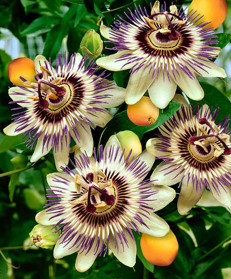 Fleurs et fruits de la passion (Crédit photo : JAB)