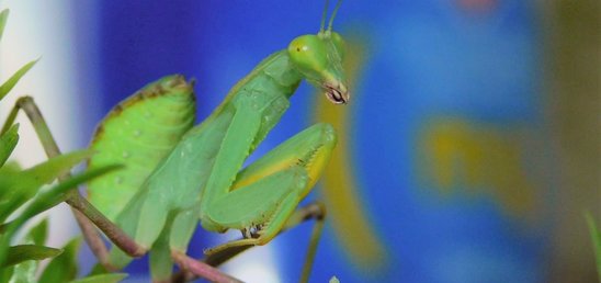 Cette mante religieuse mâle est devenue un animal de compagnie (Crédit photo : Nathan Le Marchand)