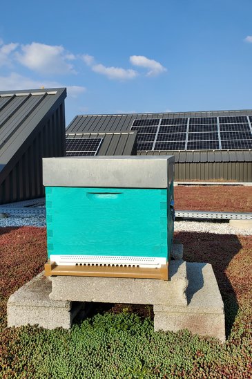La ruche sur le toit du lycée (Crédit photo : P. Lendormy)