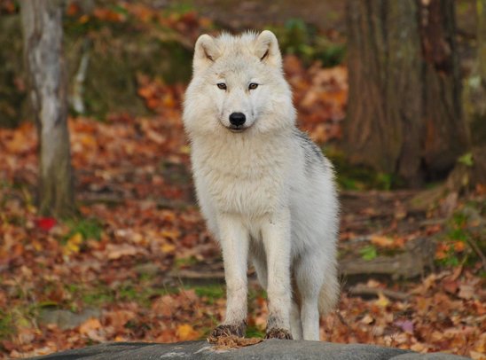 Loup blanc et noir (Crédit photo : Pexels.com - Steve)