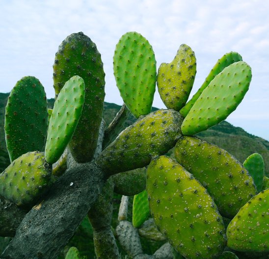 Le cactus pour lutter contre la pollution des mers ? (Crédit photo : Pixabay.com - Monika P. )