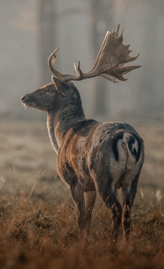 Cerf dans les bois (Crédit photo : Pexels.com - David Selbert)