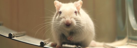 La souris est l'animal de laboratoire le plus fréquent. (Crédit photo : Creative commons)
