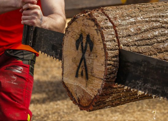 Epreuve de harpon lors de la première édition du Timber Breizh. (Crédit photo : © Gwenaël Pocard / MFR Loudéac @dantebreizh)