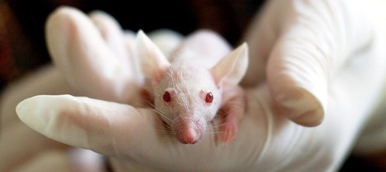 Souris de laboratoire (Crédit photo : Pixabay.com - tiburi)