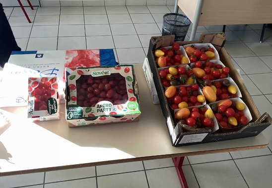 Des tomates industrielles et artisanales.  (Crédit photo : tinard youri)