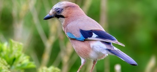 Le geai des chênes est apparu au Mans (Crédit photo : Pixabay - Sekau67)