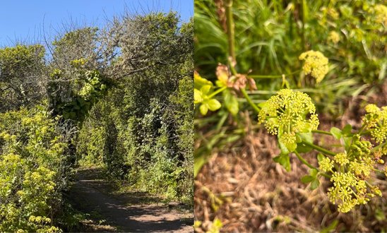 Epine noire à gauche et berce du Caucase à droite (Crédit photo : M G, L L F, L G)