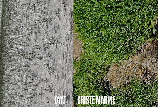 Oyat et criste marine (Crédit photo : Louise G., Louanne HH., Billie L.)