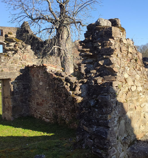 Dans les ruines d'Oradour, cet arbre, présence tenace de la vie. (Crédit photo : Lycée hôtelier Sainte-Thérèse)