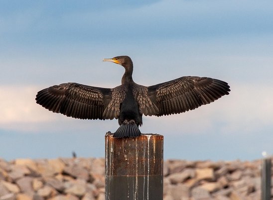 Cormoran en train de sécher (Crédit photo : Pixabay - alba1970)