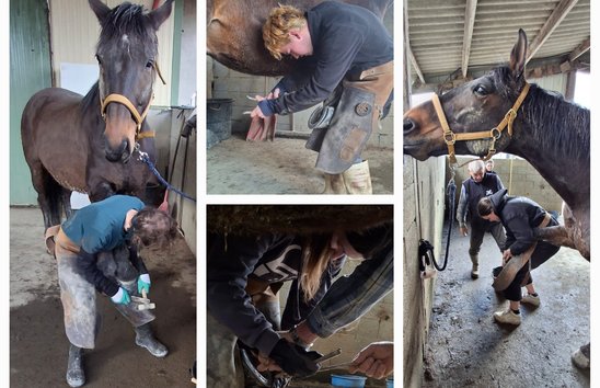 Les apprentis apprennent à déferrer les chevaux (Crédit photo : MFR Lamballe)