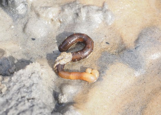 Un arénicole sur une plage atlantique. (Crédit photo : Pixabay - Hans)