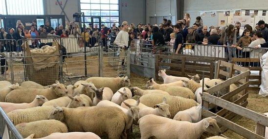 Les moutons de Ferme Expo 2025 (Crédit photo : A. Abdallah)