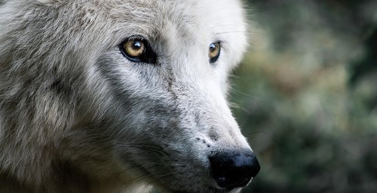 Loup géant ou loup hybride ? (Crédit photo : Pixabay - Jimoody8)