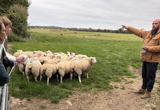Exploitation ovine (Crédit photo : Juline Bonvoisin)