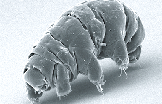 Un tardigrade vu au microscope (Wikimédia CC BY 2.5 Schokraie E, Warnken U, Hotz-Wagenblatt A, Grohme MA, Hengherr S, et al. (Crédit photo : 2012)