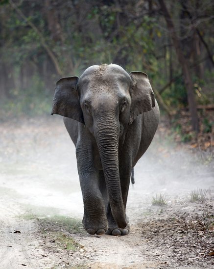 Éléphanteau gris marchant seul (Crédit photo : Unsplash - Gautam Arora)