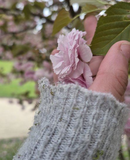 Fleur de cerisier du japon Kanzan (Crédit photo : Elsa COUVERT)