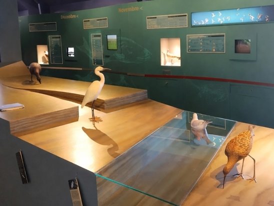 Salle avec les oiseaux présents dans la baie du mont-Saint-Michel (Crédit photo : Tom MARTIN)