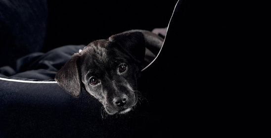Labrador noir (Crédit photo : pinterest)